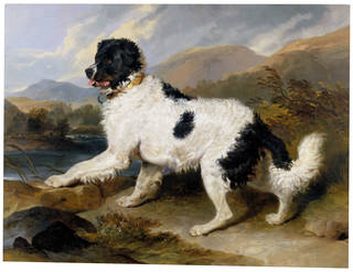 Photo of Lion - A Newfoundland Dog, Sir Edwin Landseer, 1824, England. Museum no. 852-1894. © Victoria and Albert Museum, London