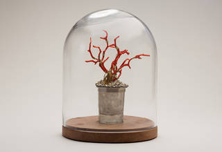 Rss tudor glass coral reef