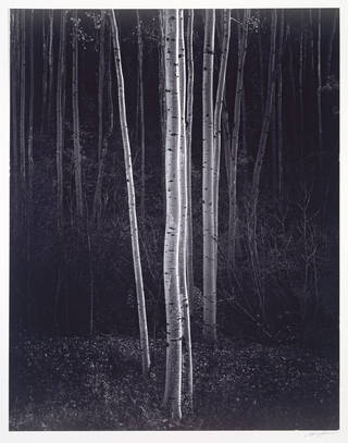 Into the Woods: Trees in Photography - Display at South Kensington · V&A