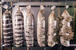 Plastic bags full of layers of coffee grounds hanging up from chains. One bag has mushrooms growing from the side of it