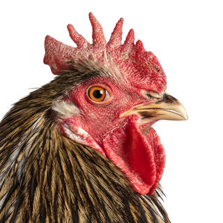 Photo of a brown chicken up close. Orange eye.