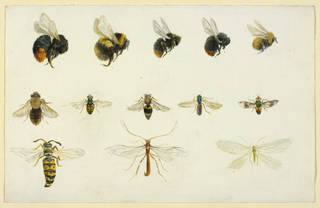 Studies of bees and other insects