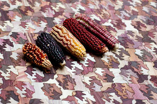 Five husks of corn. Varying colours - red, purple, yellow. On a wooden jigsaw-like surface of similar colours