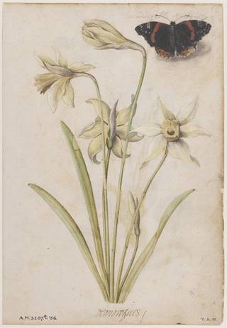 Watercolour of four yellow daffodils and a black and orange butterfly