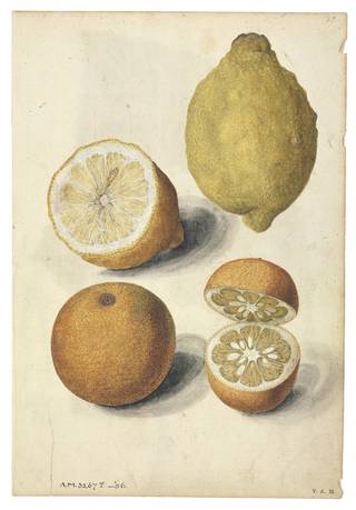 watercolour of whole and sliced lemons