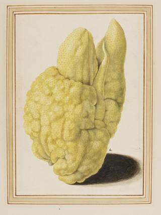 watercolour of a yellow lemon. It is bumpy in texture