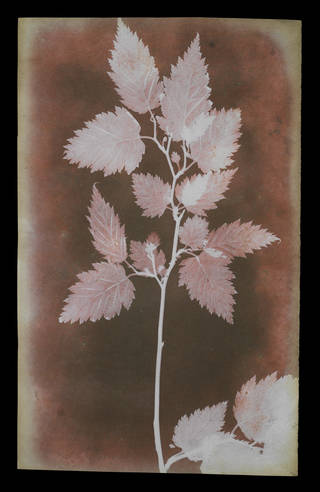 william henry fox talbot photograms