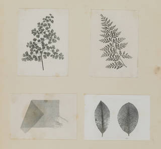 Sheet of yellowing paper with photographic prints of four fern leaves and a piece of material in grey and black