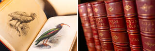 Print of a bird and spines of red books