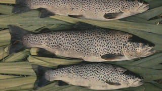 A photograph of three trout fish laying on some leaves